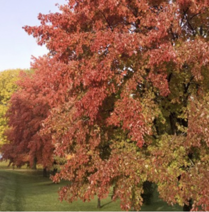Sienna Glen Maple 3"