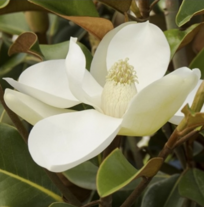 Bracken�s Brown Beauty Magnolia Tree 7G