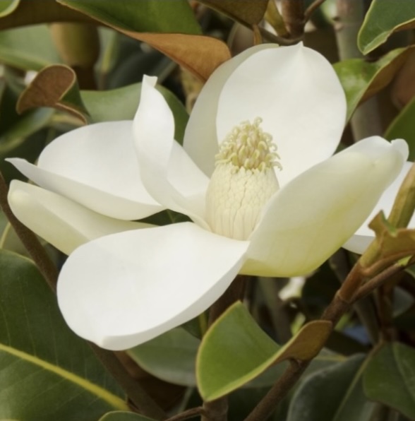 Bracken's Brown Beauty Espalier Magnolia 15G