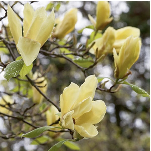 Butterflies Magnolia 7G