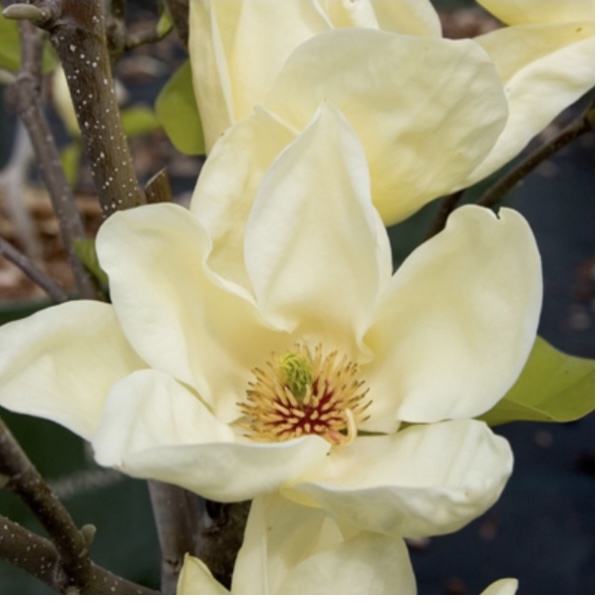 Elizabeth Magnolia 15G