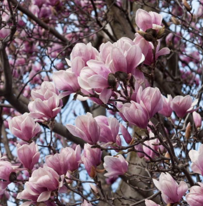Saucer Magnolia 6'