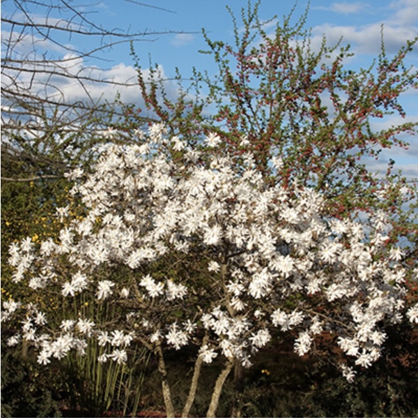 Royal Star Magnolia 10G