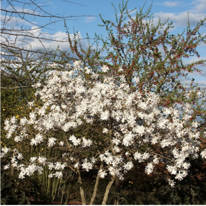 Royal Star Magnolia 10G