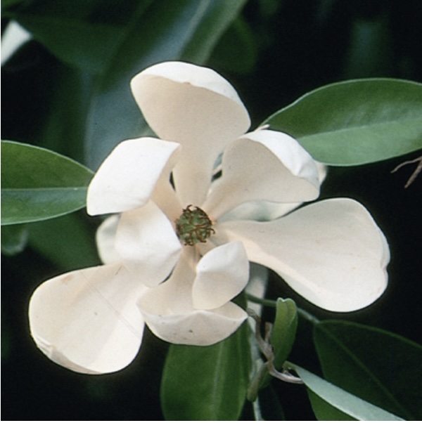 Sweetbay Magnolia Clump 7G