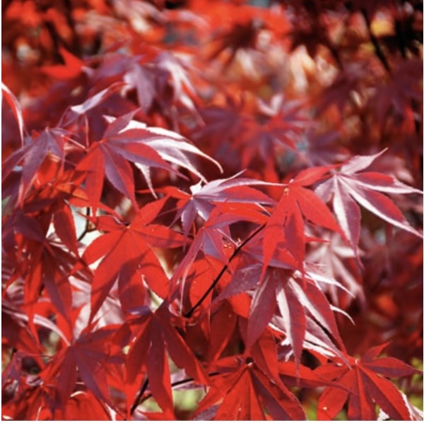 Fireglow Japanese Maple 10G
