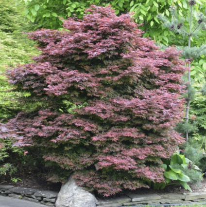 Brandt's Dwarf Japanese Maple 24"