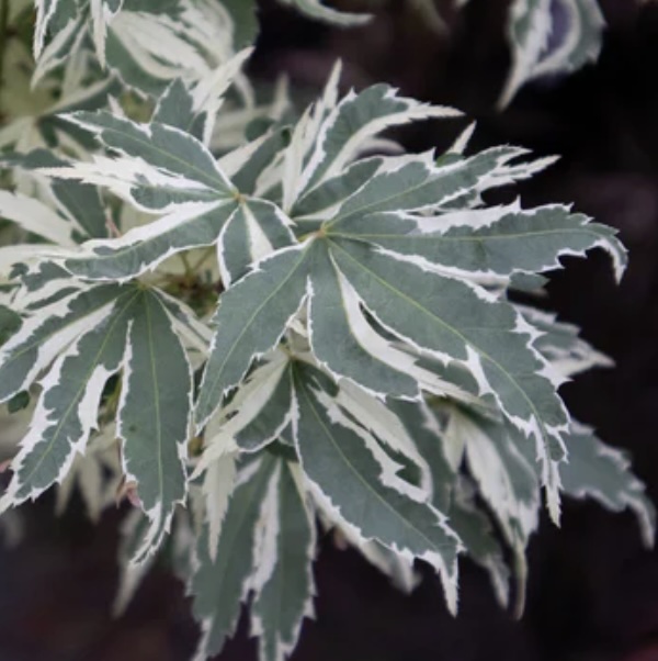 Butterfly Japanese Maple 1G