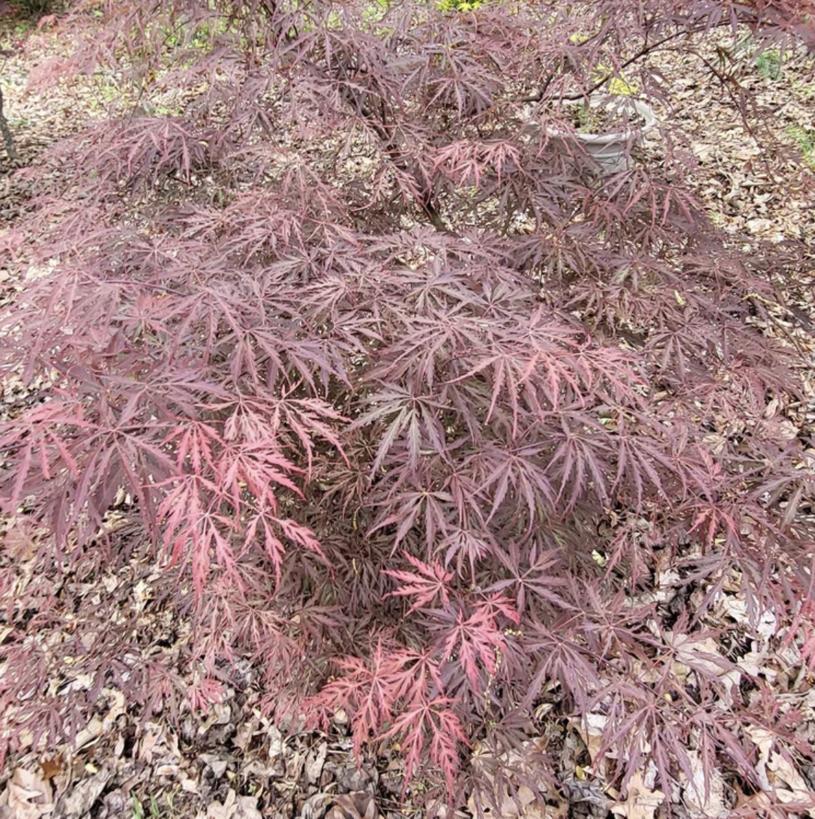 Crimson Princess Japanese Maple 30"