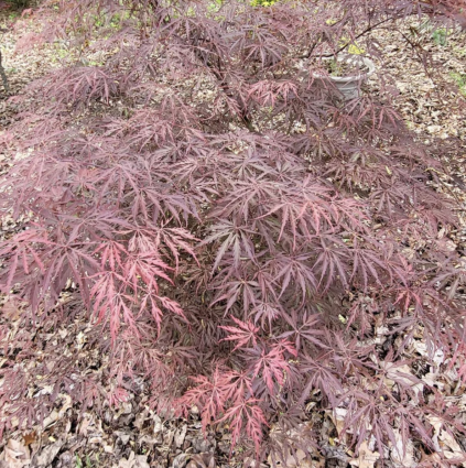 Crimson Princess Japanese Maple 30"