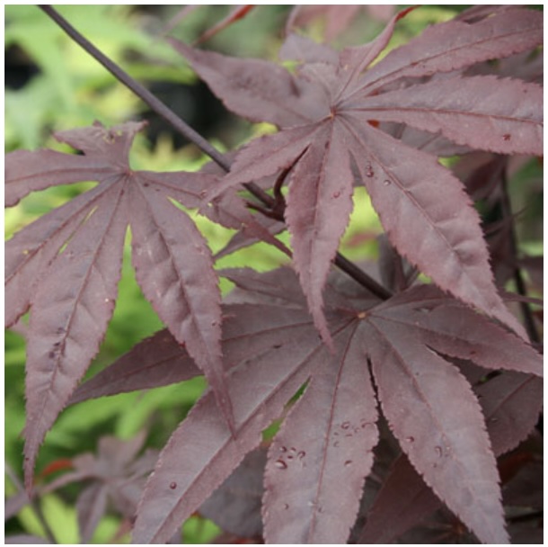 Emperor Japanese Maple 15G