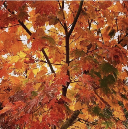 Emmett�s Pumpkin Japanese Maple 3'