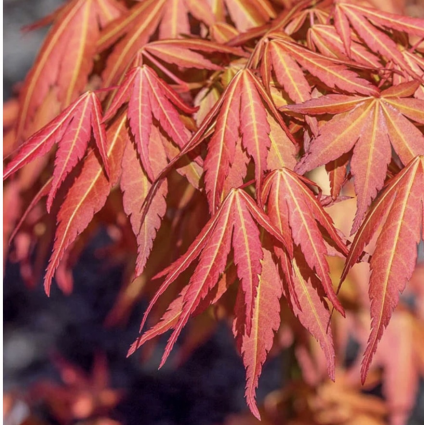 First Flame Japanese Maple 6-7G