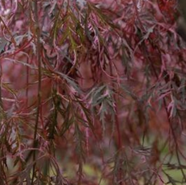 Hana Matoi Japanese Maple 24"