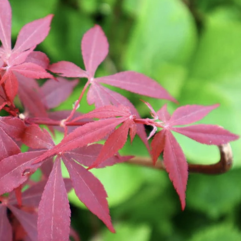 Hime Shojo Japanese Maple 24"