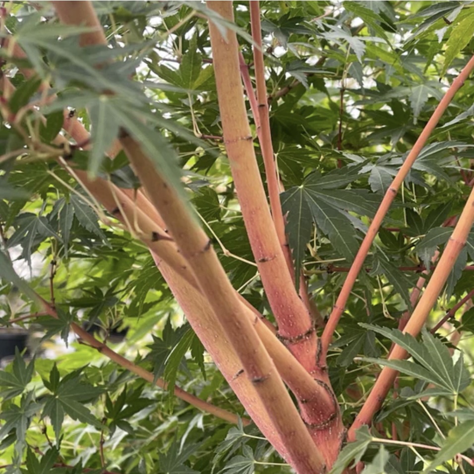 Ji Jiao Japanese Maple 4'