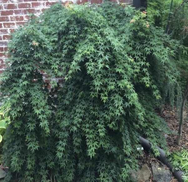 Jiro Shidare Japanese Maple 36"