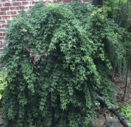Jiro Shidare Japanese Maple 36"