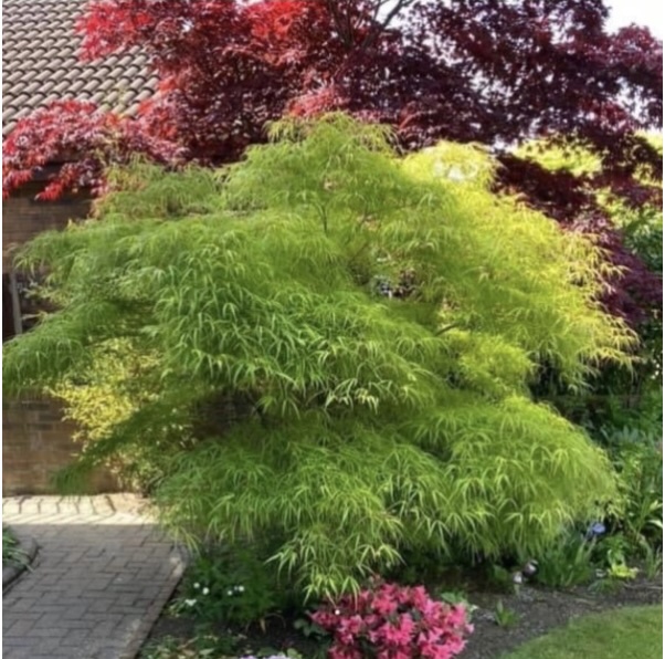 Kinshi Japanese Maple 24"