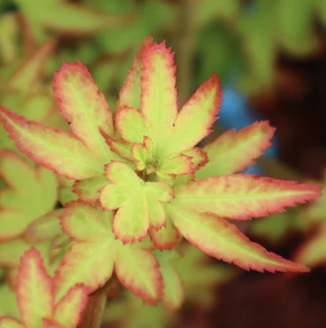 Koto Maru Japanese Maple 6-7G
