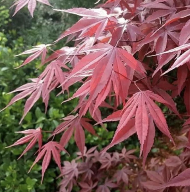 Moonfire Japanese Maple 15G