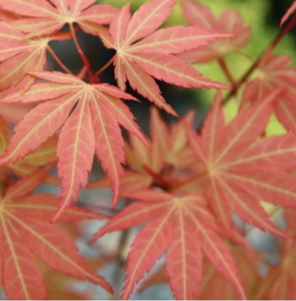 Orange Flame Japanese Maple 6-7G