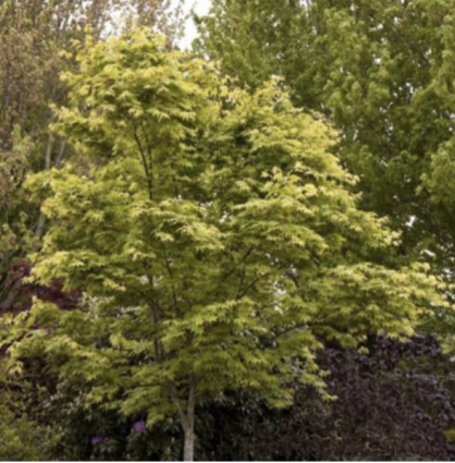 Osakazuki Japanese Maple 15G
