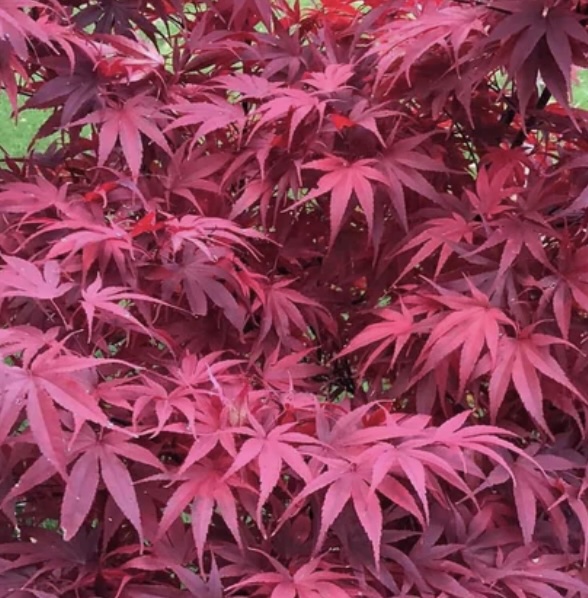 Pixie Japanese Maple 3'