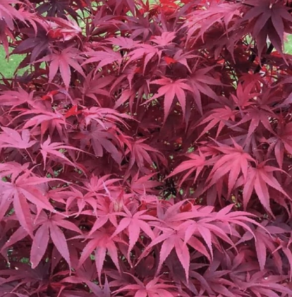 Pixie Japanese Maple 3'