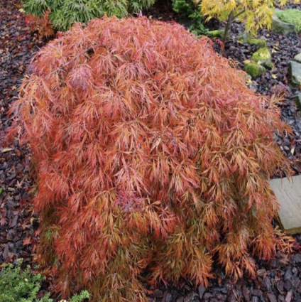 Pendulum Julian Japanese Maple 24"