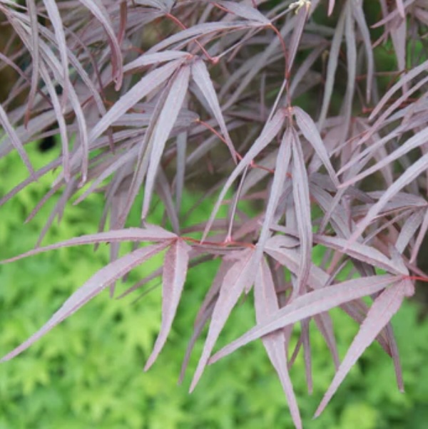 Pung Kil Japanese Maple 15G