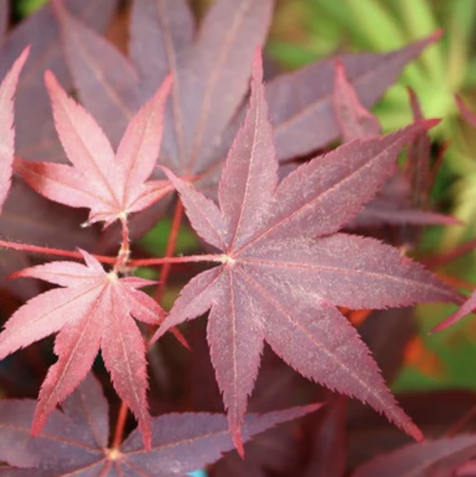 Ruth�s Red Japanese Maple 3'