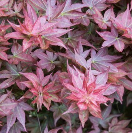 Ruby Star Japanese Maple 7G