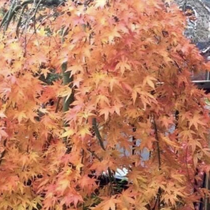 Ryusen Japanese Maple 30"