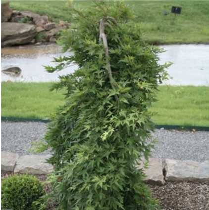 Ryusen Weeping Japanese Maple 5G