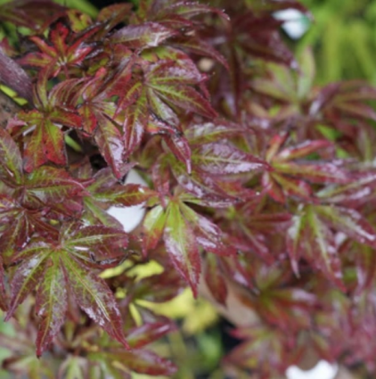 Sara D Japanese Maple 30"