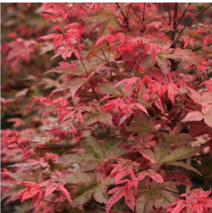 Shin Deshojo Japanese Maple 4'