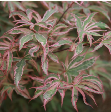 Shirazz Japanese Maple 7G