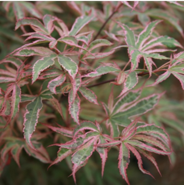 Shirazz Japanese Maple 5G