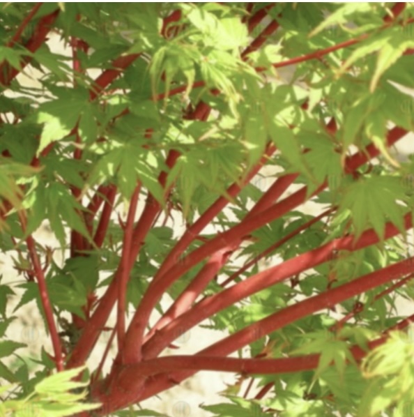 Sango Kaku Japanese Maple 4'