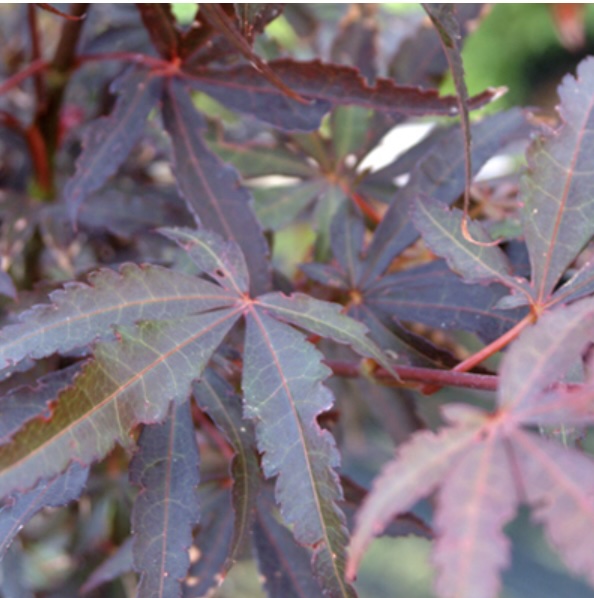 Skeeter's Broom Japanese Maple 7G