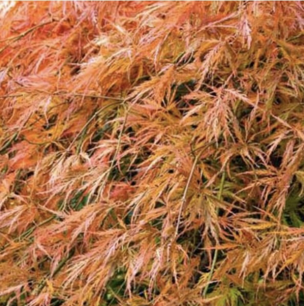 Orangeola Japanese Maple 15G