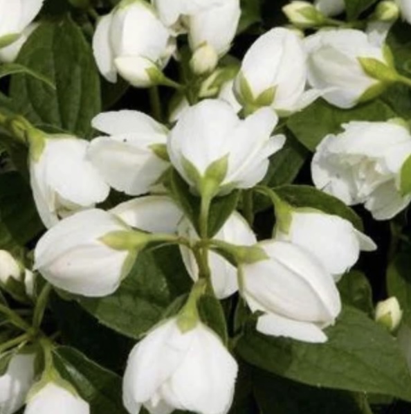 Snowbelle Mockorange 3-5G