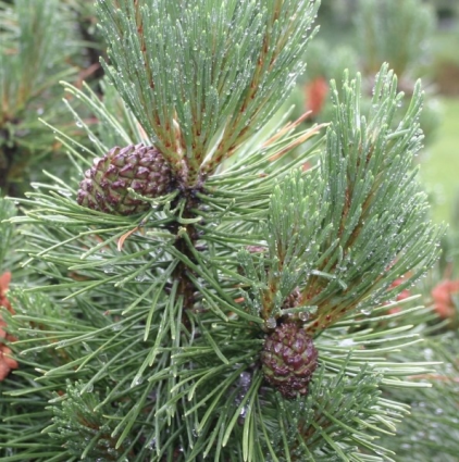 Big Tuna Mugo Pine 6-7G