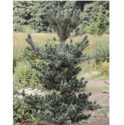 Dwarf Japanese White Pine 3'