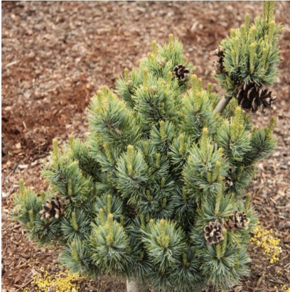 Kinpo Pine 3-5G