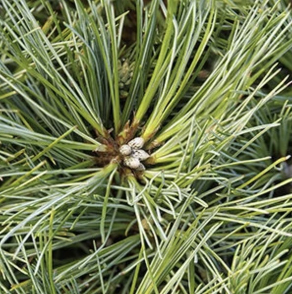 Blue Shag White Pine 6-7G