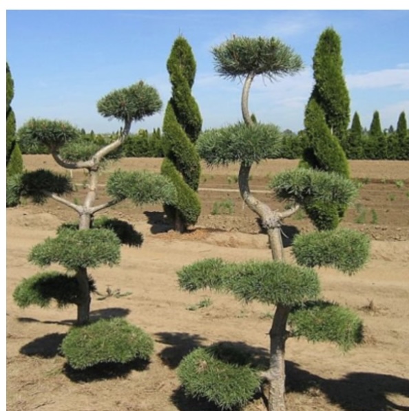 Scotch Pine Topiary Select 4'