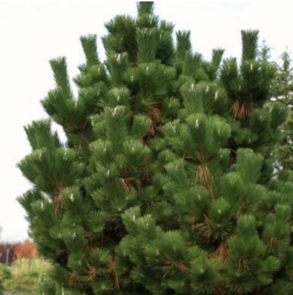 Thunderhead Japanese Black Pine 30"