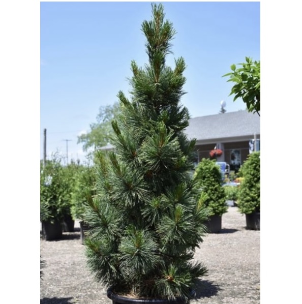 Algonquin Pillar Pine 10G